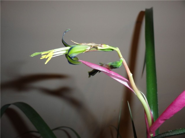 cvijet